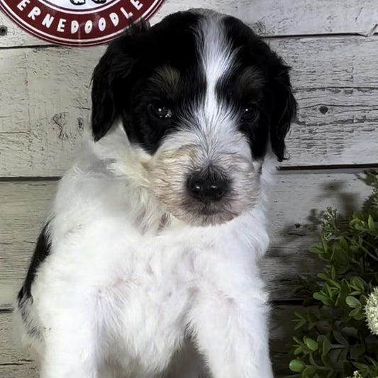 Phoenix (Male, F1b Major Bernedoodle)