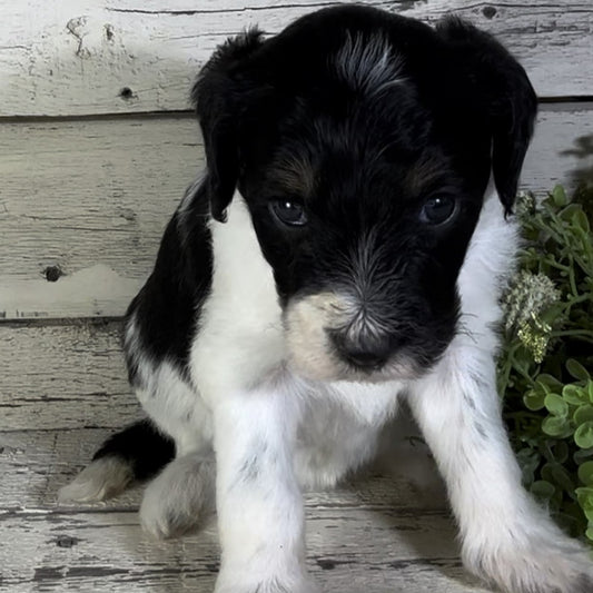 Piper (Female, F1b Major Bernedoodle)
