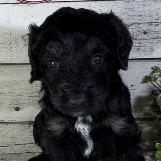Preston (Male, F1b Major Bernedoodle)
