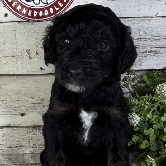 Prince (Male, F1b Major Bernedoodle)