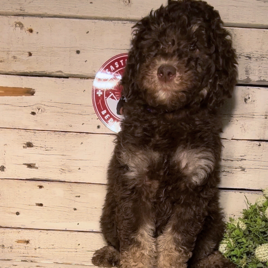 QT (Female, F1b Maxi Bernedoodle)