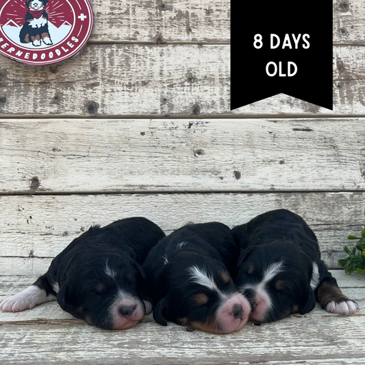 Females, F1 Mini Bernedoodles