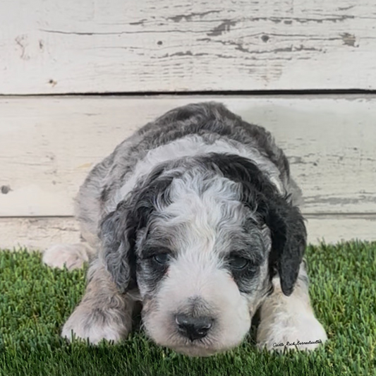 Quincy (Male, F1b Maxi Blue Merle) - FOUND A NEW HOME