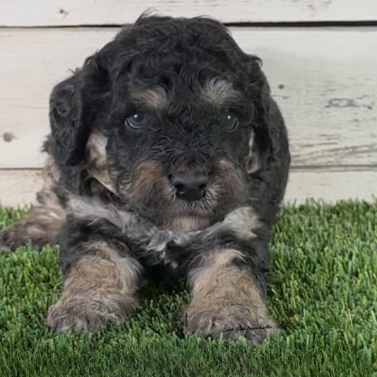 Quintin (Male, F1b Maxi Black Phantom Bernedoodle) - FOUND A NEW HOME