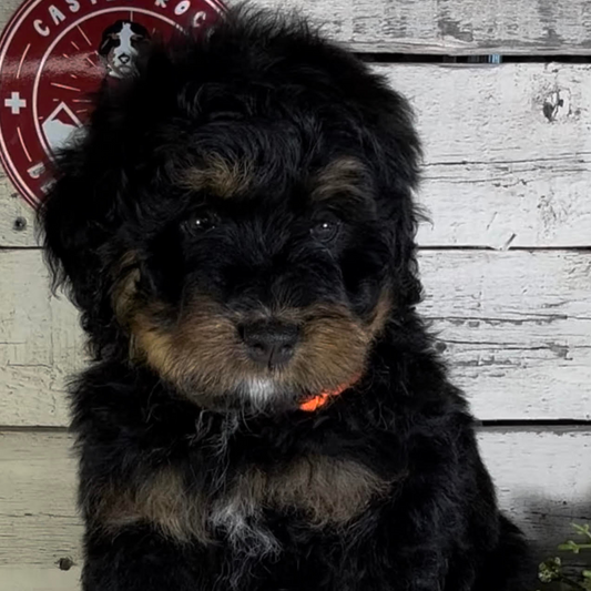 Ramsey (Female, F1 Mini Bernedoodle)