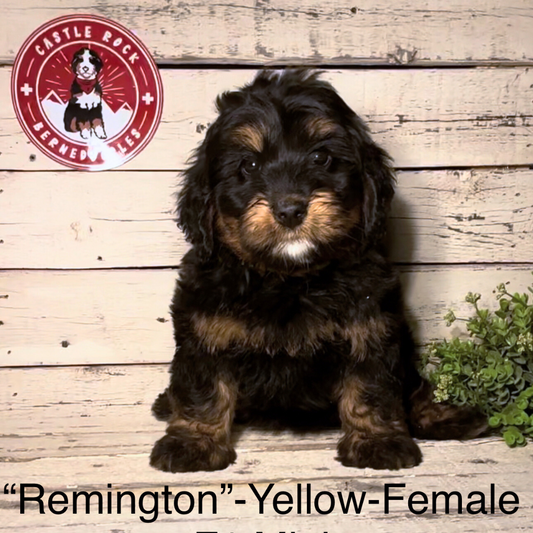 Remington (Female, F1 Mini Bernedoodle)