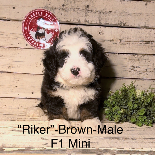 Riker (Male, F1 Mini Bernedoodle)