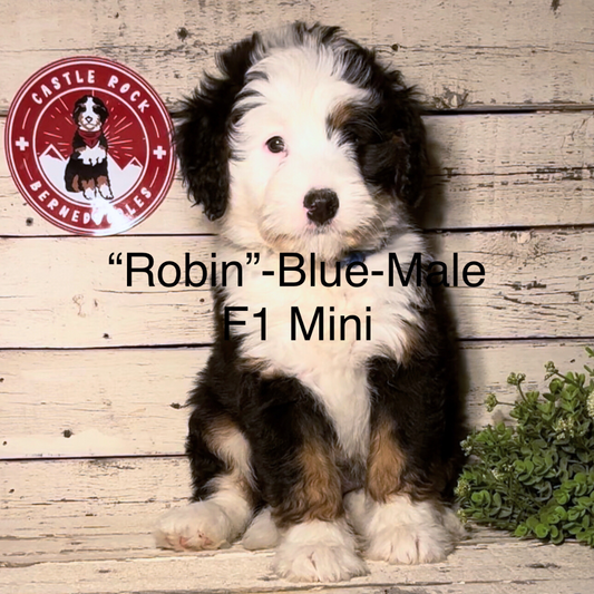 Robin (Male, F1 Mini Bernedoodle) - FOUND A NEW HOME