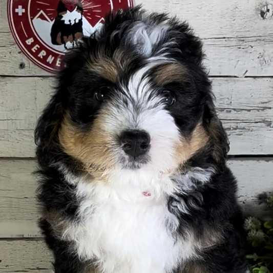 Rudy (Male, F1 Mini Bernedoodle)