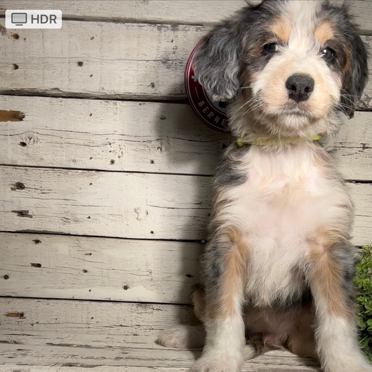 Sawyer (Female, F1 Mini Blue Merle)