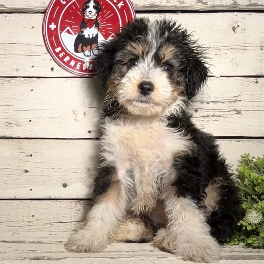 Shiloh (Female, F1 Mini Bernedoodle) - FOUND A NEW HOME