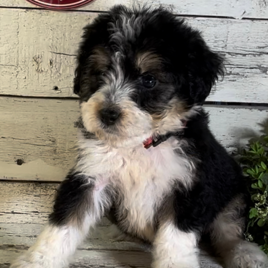 Suzy (Male, F1 Mini Bernedoodle)
