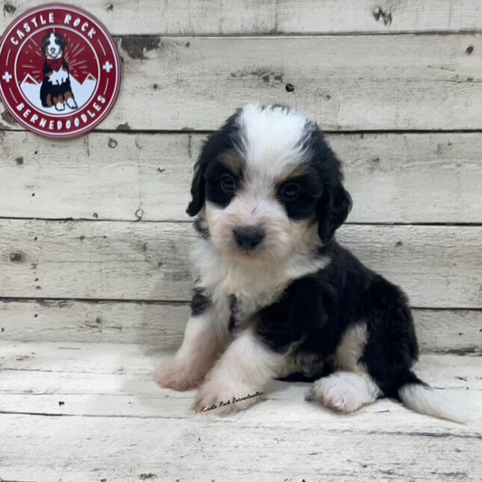 Tango (Male, F1 Mini Bernedoodle) - FOUND A NEW HOME