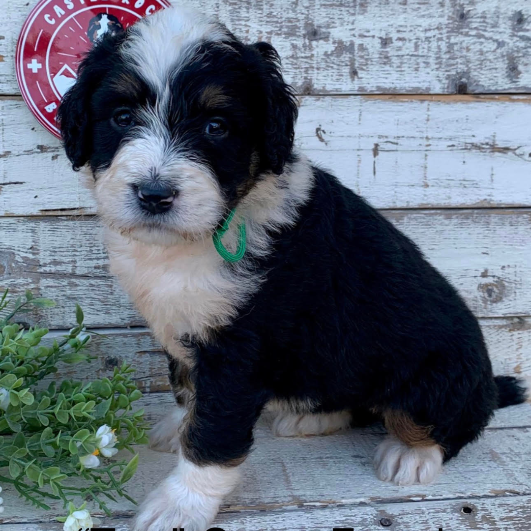 Tara (Female, F1 Major Bernedoodle) – Castle Rock Bernedoodles