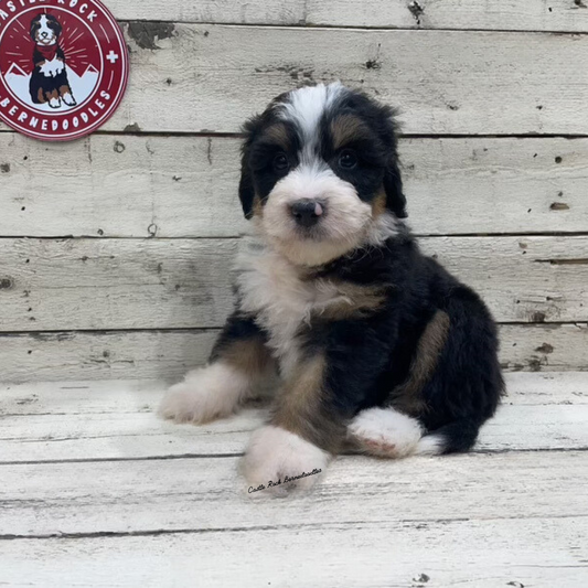 Teacup (Female, F1 Mini Bernedoodle) - FOUND A NEW HOME