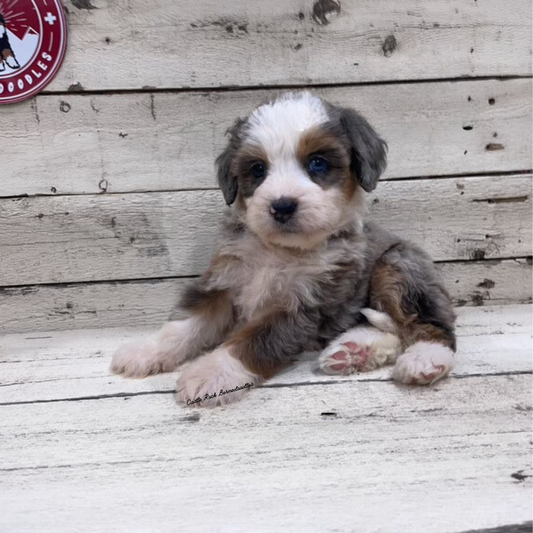 Tess (Female, F1 Mini Bernedoodle) - FOUND A NEW HOME