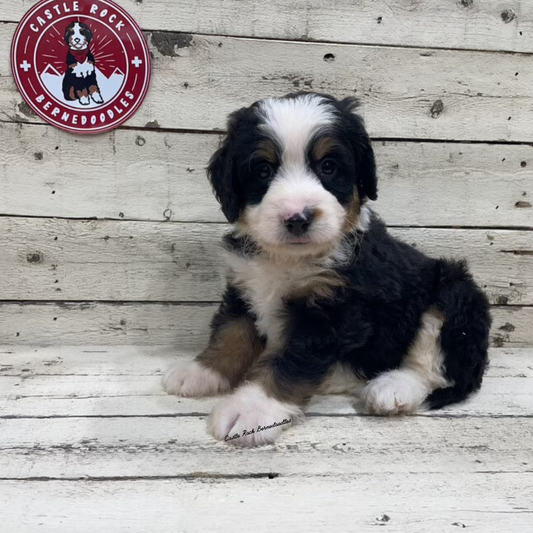 Tito (Male, F1 Mini Bernedoodle) - FOUND A NEW HOME