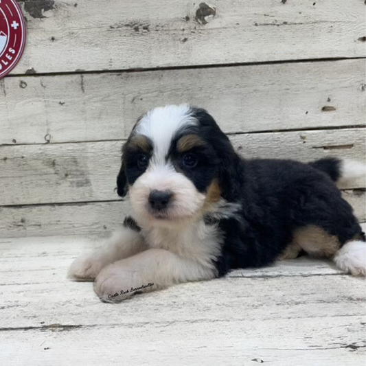 Toby (Female, F1 Mini Bernedoodle) - FOUND A NEW HOME