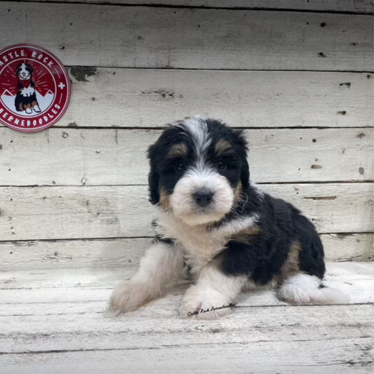 Tori (Female, F1 Mini Bernedoodle) - FOUND A NEW HOME