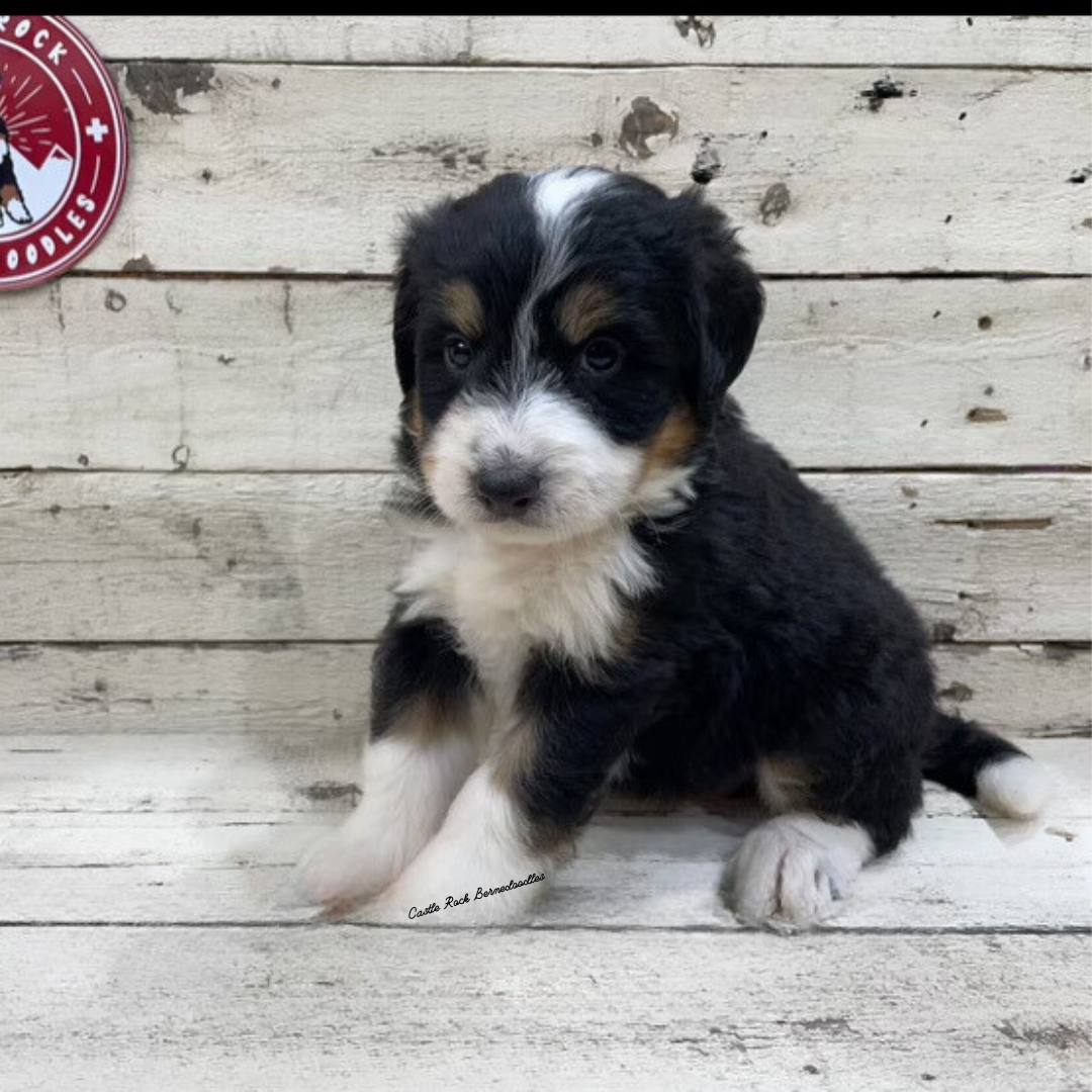 Ugo (Male, F1 Mini Bernedoodle) - RESERVED