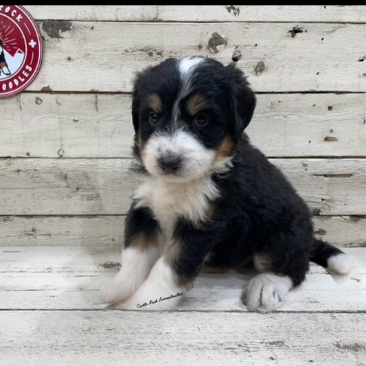 Ugo (Male, F1 Mini Bernedoodle) - FOUND A NEW HOME