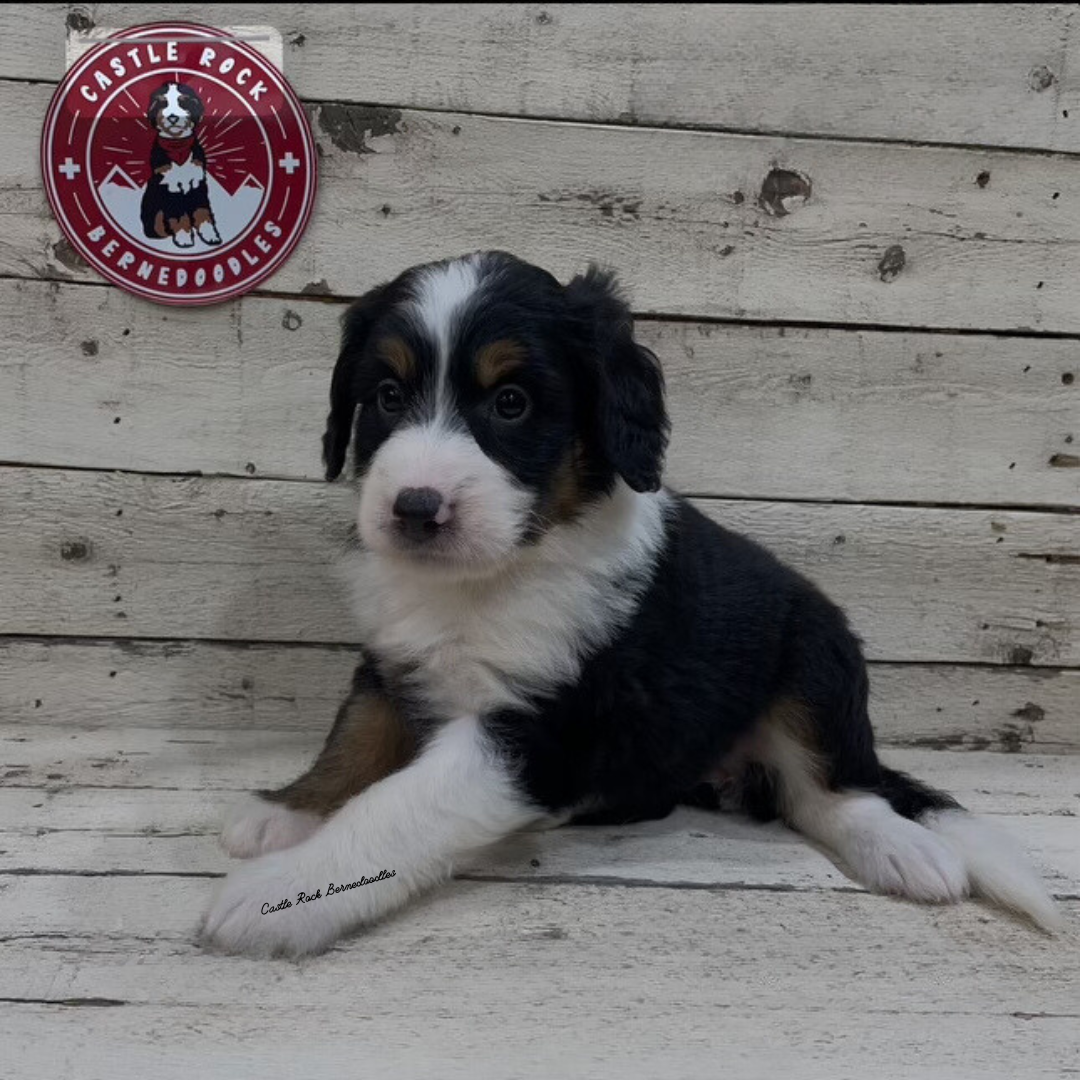 Ulla (Female, F1 Mini Bernedoodle)