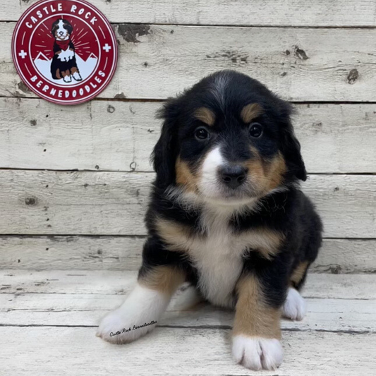 Umee (Female, F1 Mini Bernedoodle) - FOUND A NEW HOME