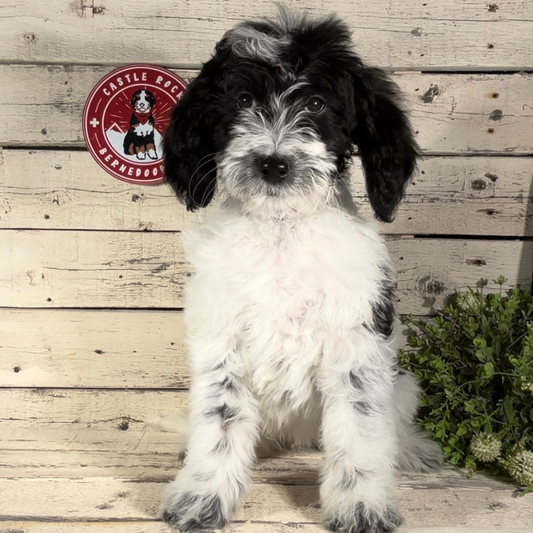 Peyton (Female, F1b Major Bernedoodle)