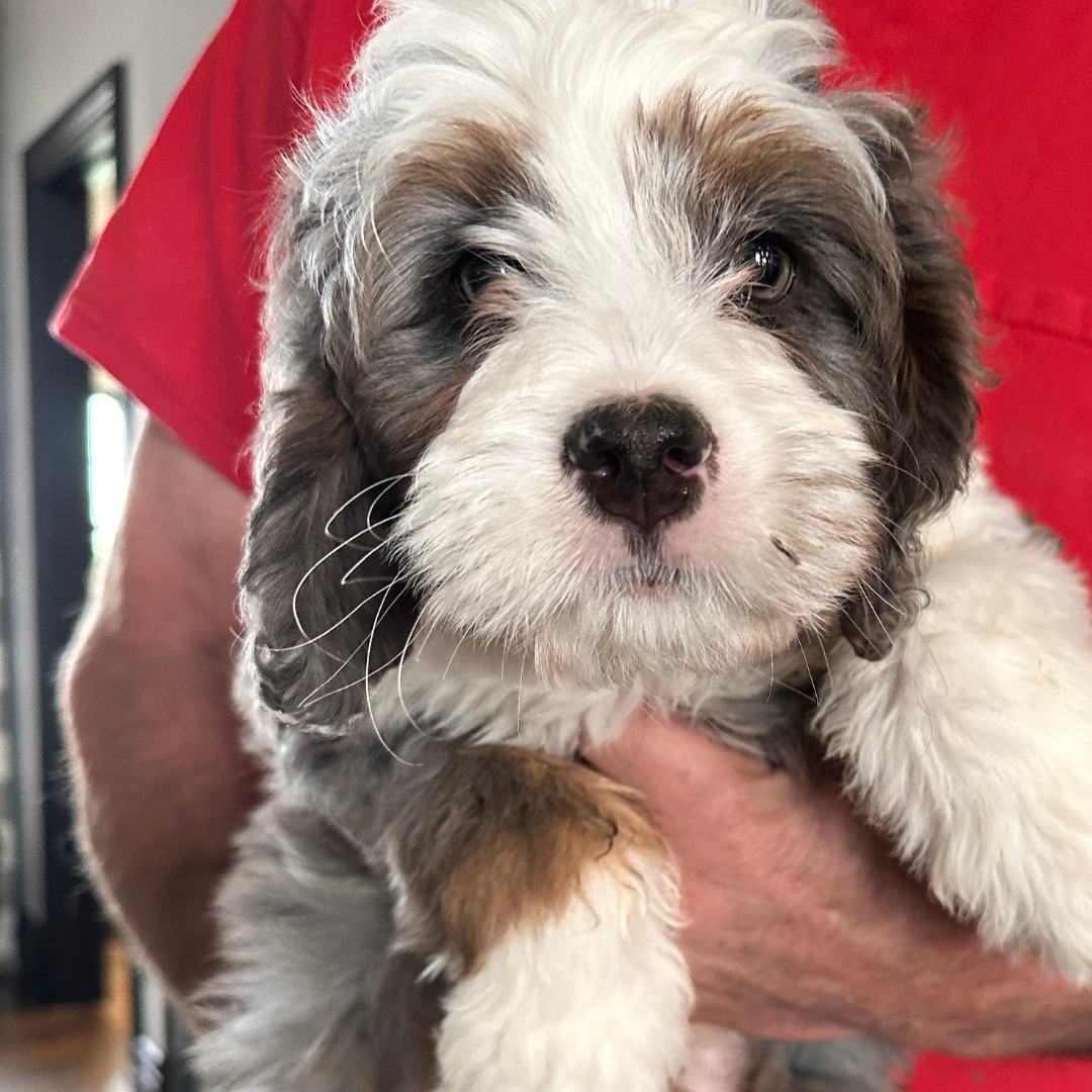 Xenos (Male, F1 Mini Blue Merle)