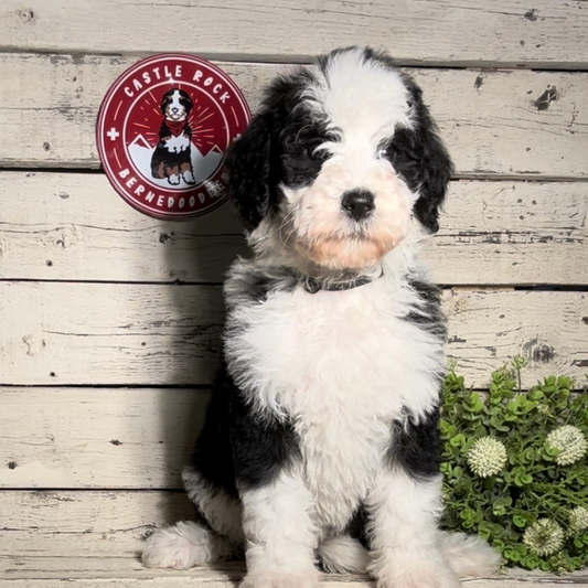 Uriel (Female F1b Maxi Bernedoodle)