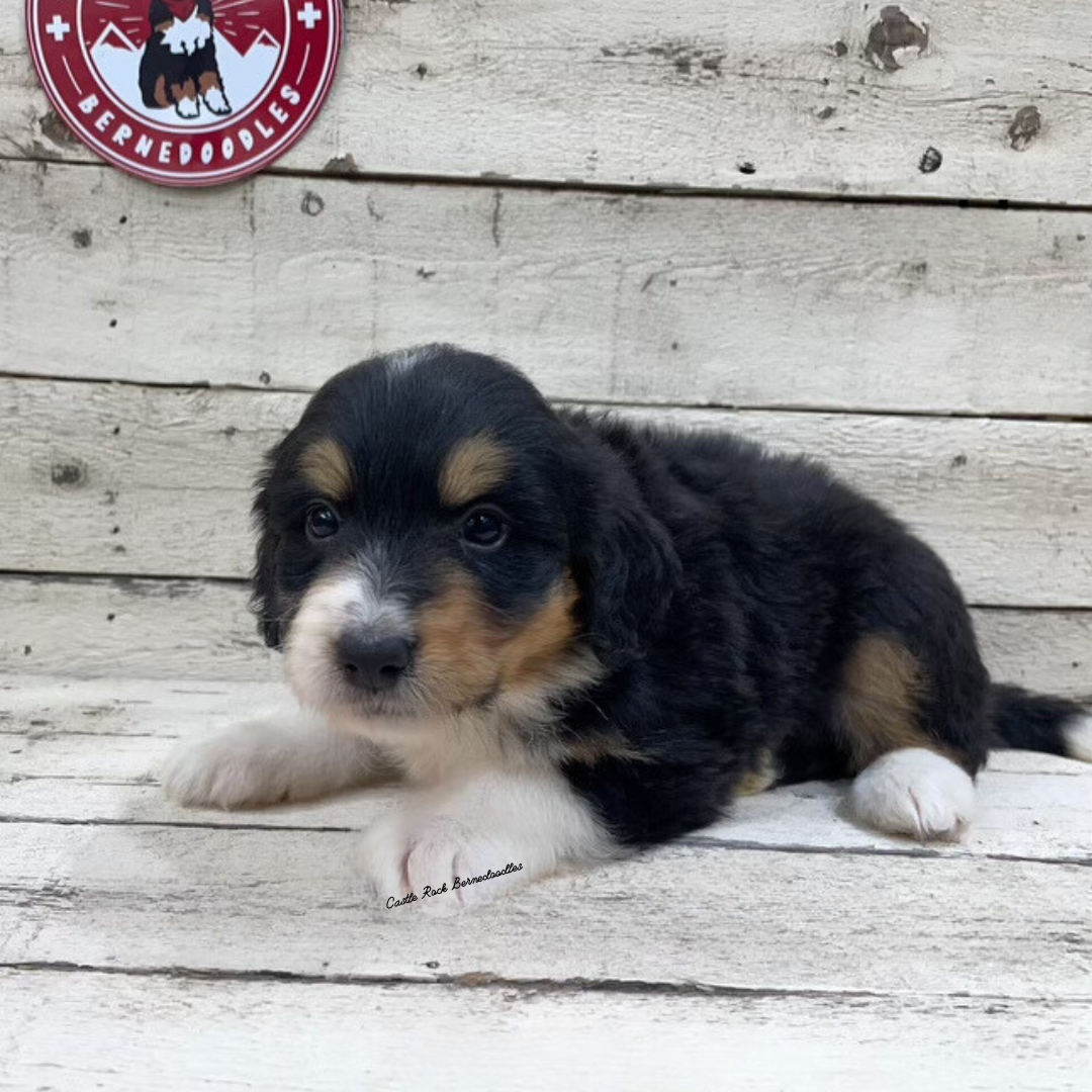 Ursula (Female, F1 Mini Bernedoodle)