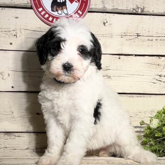 Ursula (Female, F1b Maxi Bernedoodle)