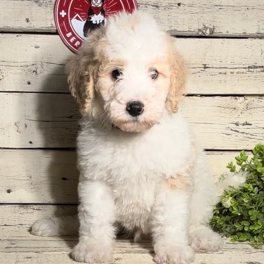 Usher (Male F1b Maxi Bernedoodle) - FOUND A NEW HOME