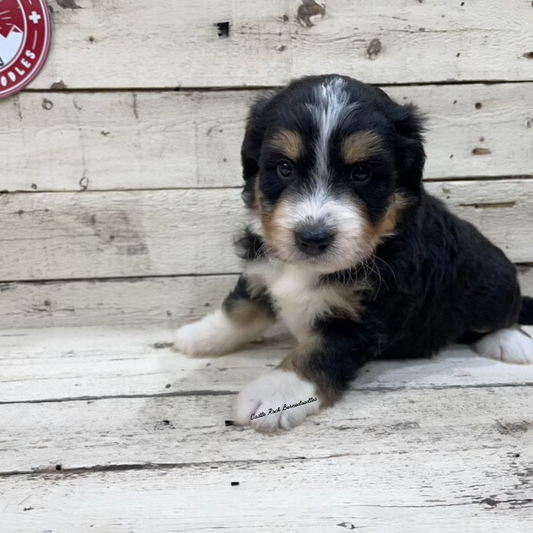 Utopia (Female, F1 Mini Bernedoodle) - FOUND A NEW HOME