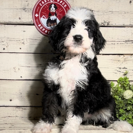 Utti (Female F1b Maxi Bernedoodle)