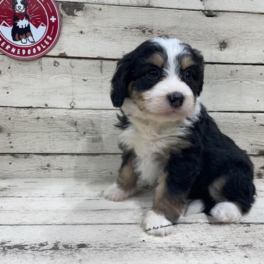 Velvet (Female, F1 Tiny Bernedoodle) - FOUND A NEW HOME