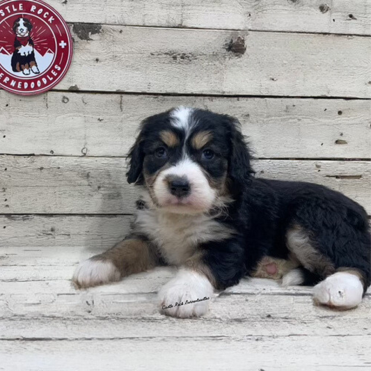 Venus (Female, F1 Tiny Bernedoodle) - FOUND A NEW HOME