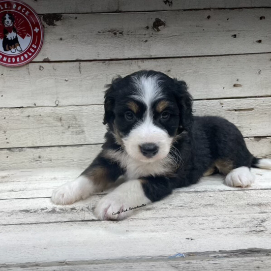 Vesper (Male, F1 Tiny Bernedoodle) - FOUND A NEW HOME