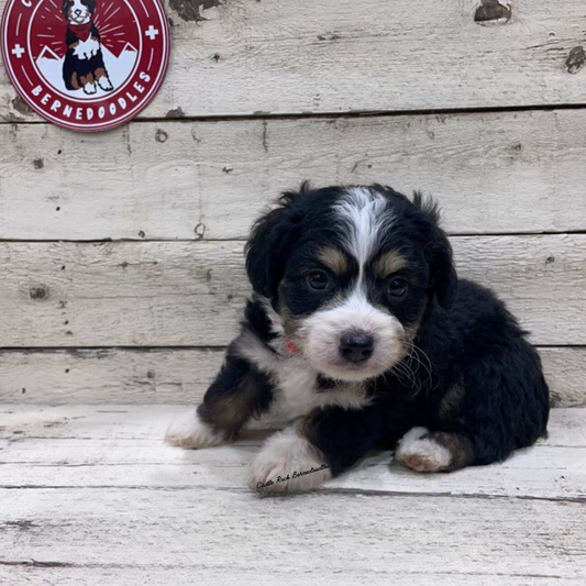 Viking (Male, F1 Tiny Bernedoodle) - FOUND A NEW HOME