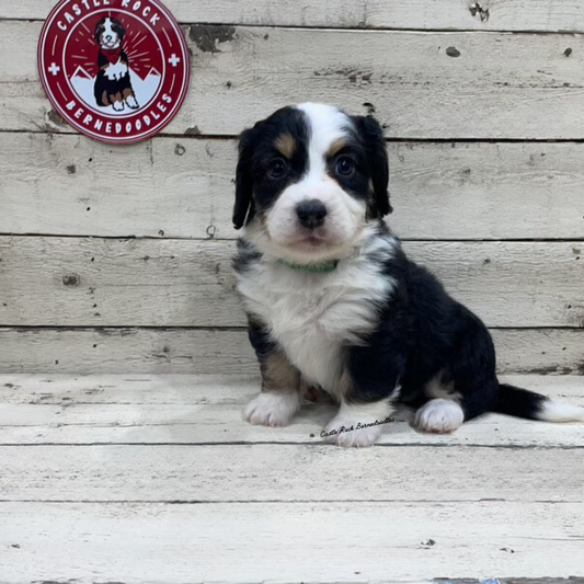 Vinca (Female, F1 Tiny Bernedoodle) - FOUND A NEW HOME