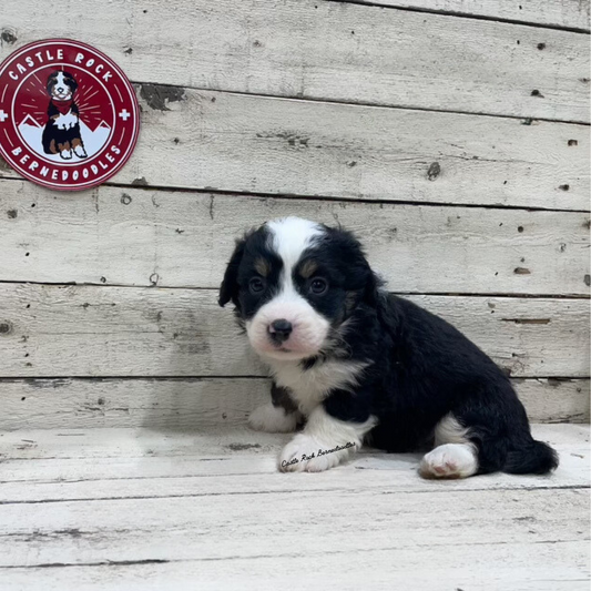 Volt (Male, F1 Tiny Bernedoodle) - FOUND A NEW HOME