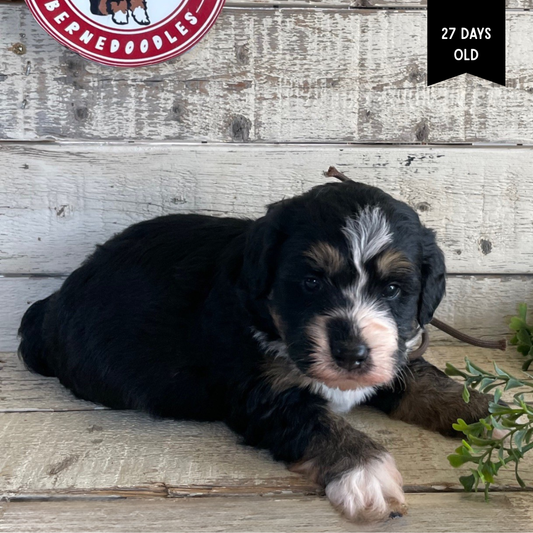 Walker (Male, F1 Mini Bernedoodle)
