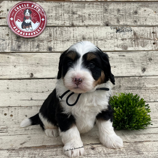 Walker (Male, F1 Mini Bernedoodle) FOUND A NEW HOME