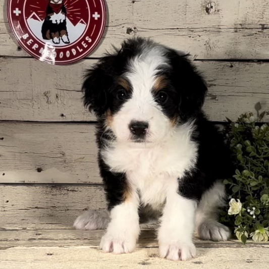 Walker (Male, F1 Mini Bernedoodle)