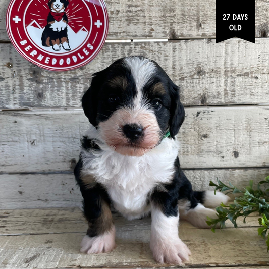 Wanda (Female, F1 Mini Bernedoodle)