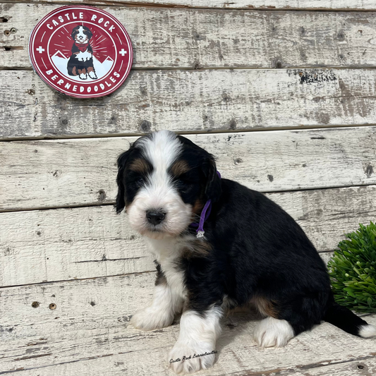 Watson (Male, F1 Mini Bernedoodle) - FOUND A NEW HOME
