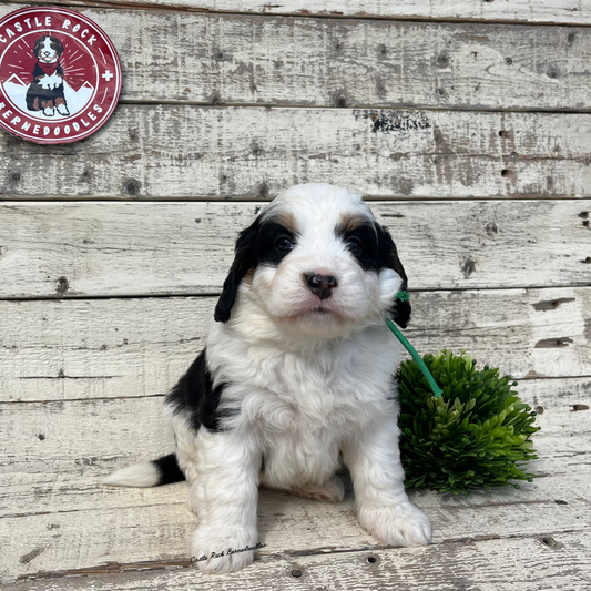 Waverly (Female, F1 Mini Bernedoodle) - FOUND A NEW HOME