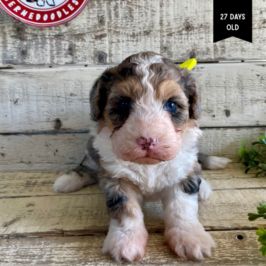 Waverly (Female, F1 Mini Blue Merle)