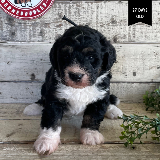 Wesley (Male, F1 Mini Bernedoodle)
