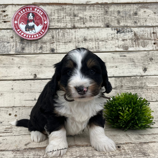 Wesley (Male, F1 Mini Bernedoodle) - FOUND A NEW HOME